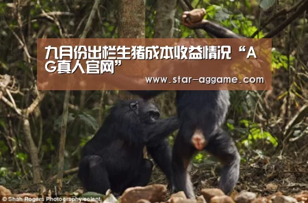 九月份出栏生猪成本收益情况“AG真人官网”(图1) ag真人入口